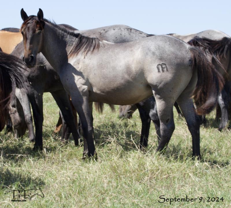 Whipp Hancock Jenny's 2023 Roan Colt